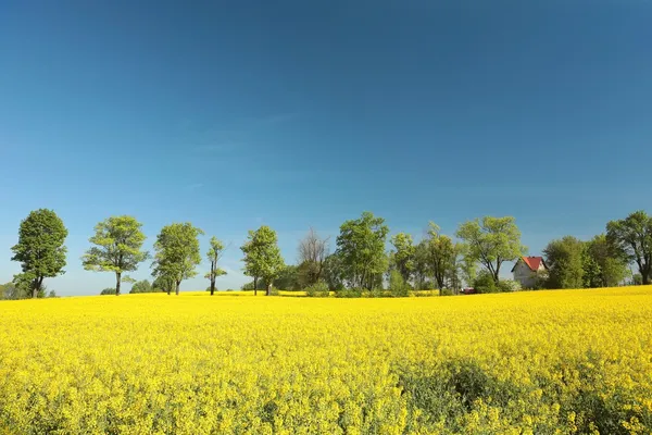 Platteland in mei ochtend — Stockfoto