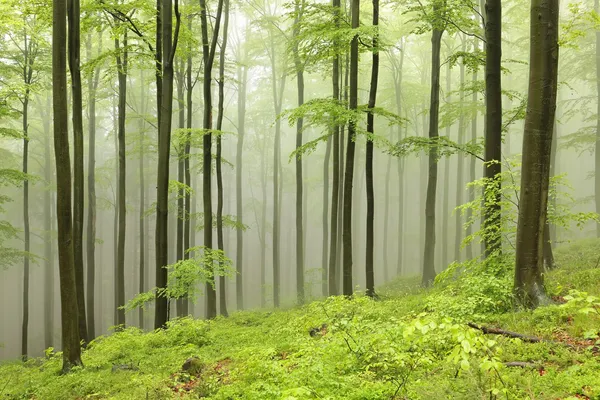 Floresta de faia primavera — Fotografia de Stock