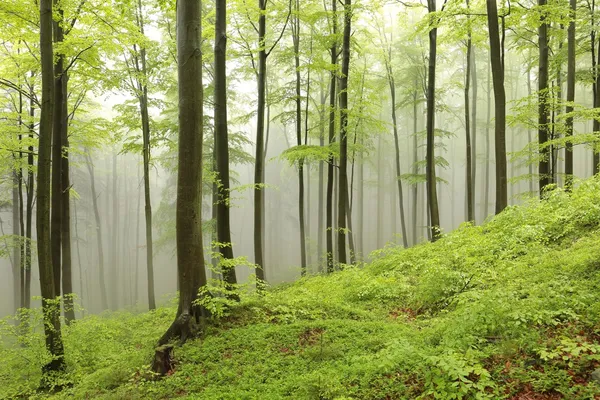 Floresta de faia primavera no nevoeiro — Fotografia de Stock