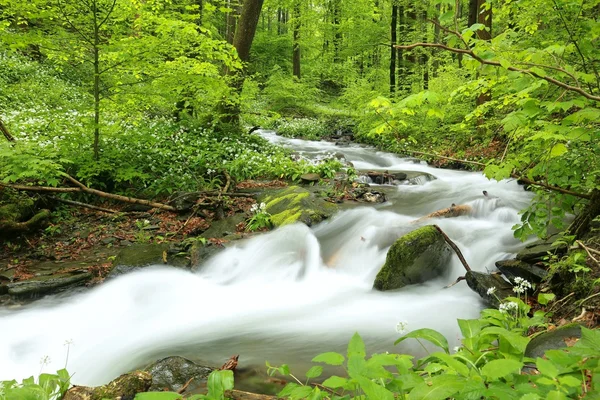 Forest stream — Stock Photo, Image