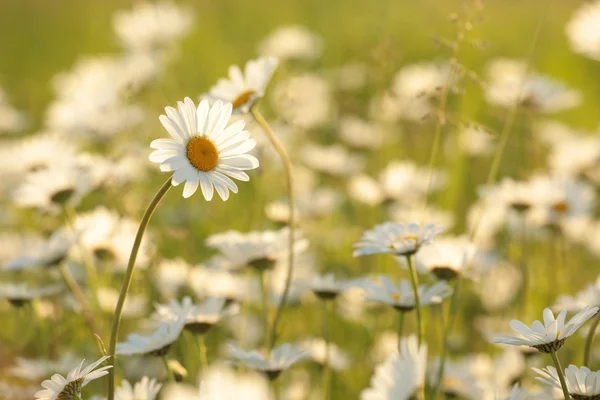 Gänseblümchen — Stockfoto