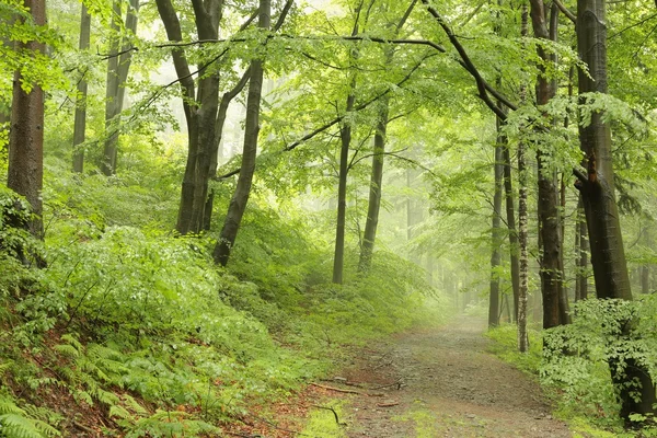 Primavera foresta decidua — Foto Stock