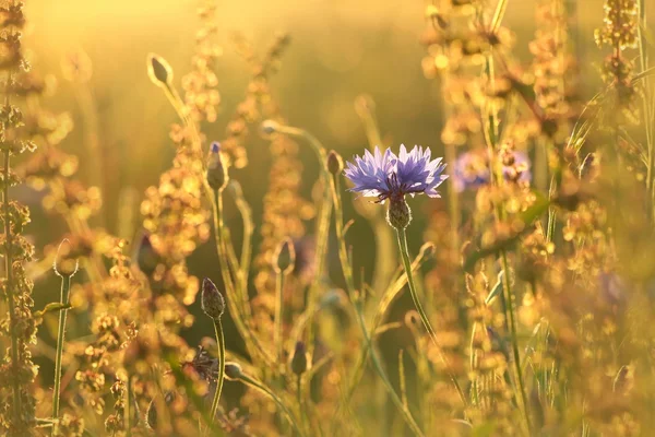 Flor de maíz — Foto de Stock