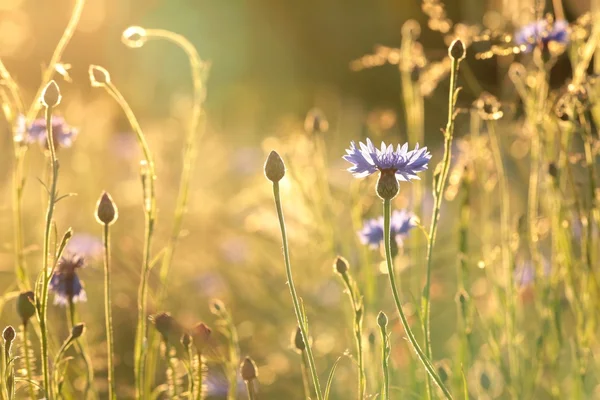 Cornflower — Stock Photo, Image