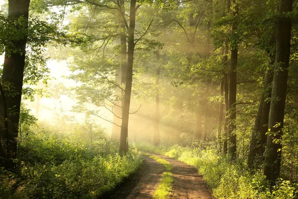 Bosque caducifolio de primavera al amanecer — Foto de Stock