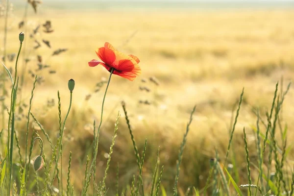 Mohn auf einem Feld — Stockfoto