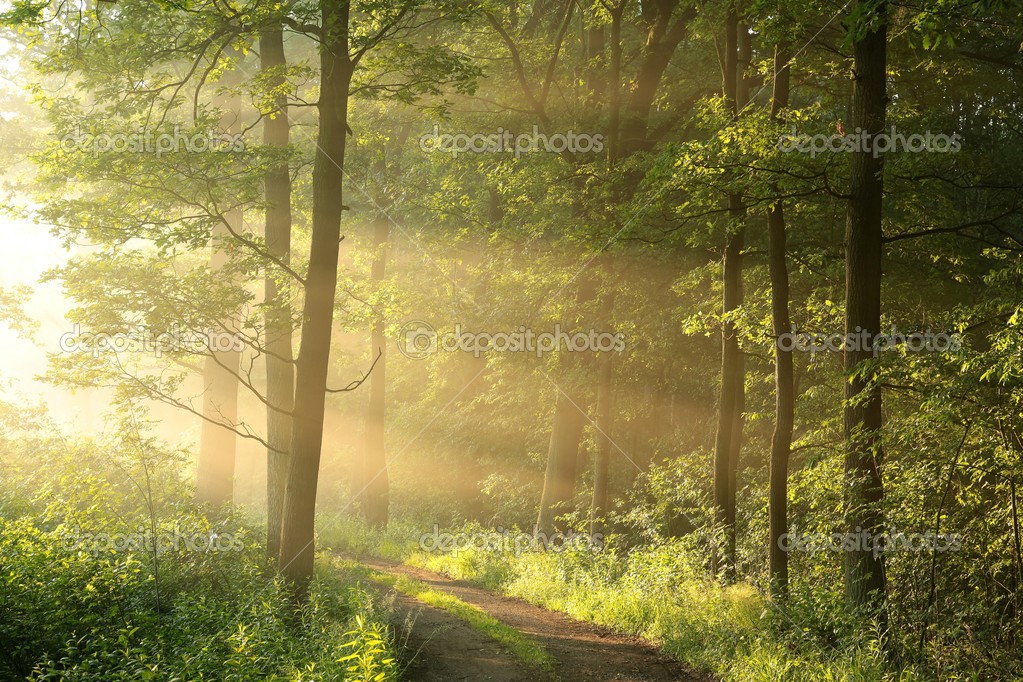 Spring deciduous forest — Stock Photo © nature78 #48127243