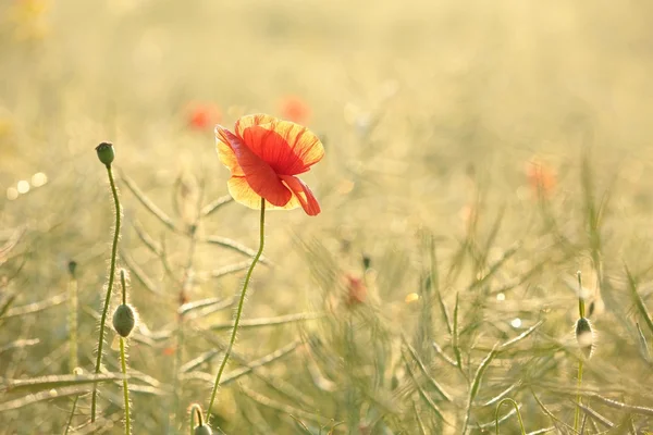 Amapola — Foto de Stock