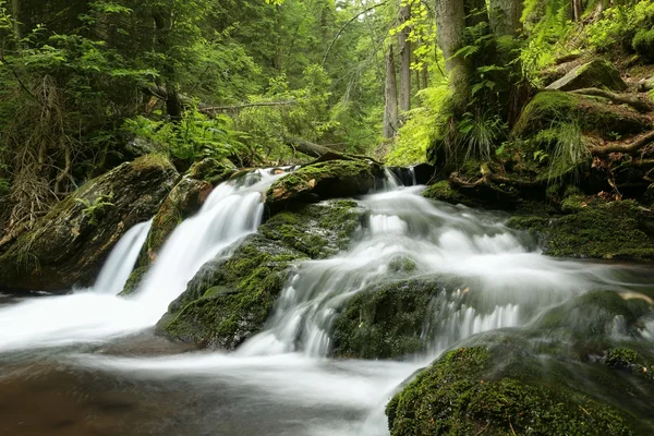 Forest stream — Stock Photo, Image