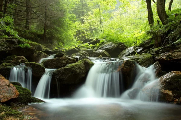 Forest stream — Stock Photo, Image