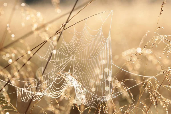 Spinnennetz Auf Einer Wiese Bei Sonnenaufgang — Stockfoto