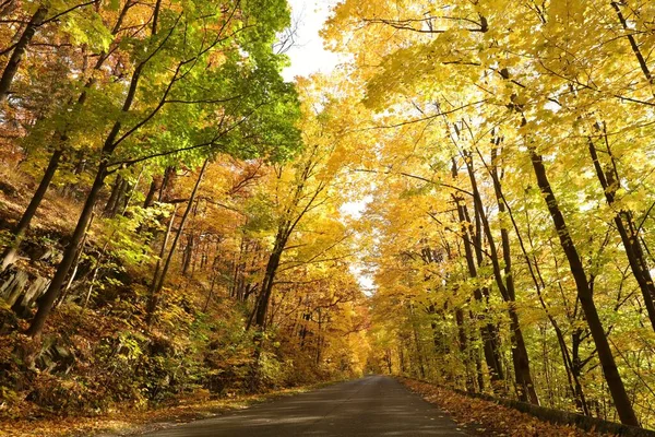 Árboles Arce Otoño Largo Camino Rural Una Mañana Soleada — Foto de Stock