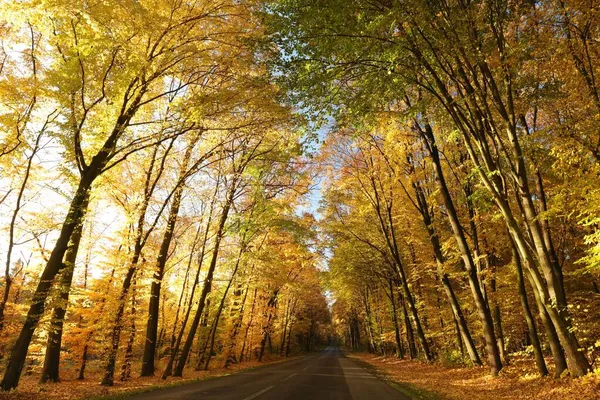 Strada Campagna Tra Querce Una Soleggiata Mattina Autunno — Foto Stock