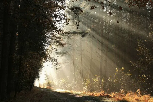 Yükselen Güneşin Işınları Çam Ağaçlarının Arasından Geçer Sonbahar Ormanına Düşer — Stok fotoğraf