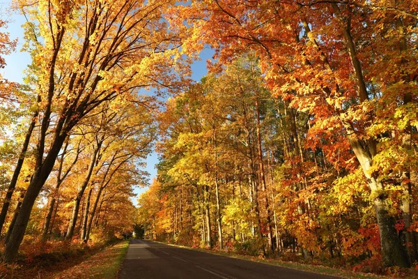 日出时穿过森林的乡间小路上的橡树秋天的颜色 — 图库照片