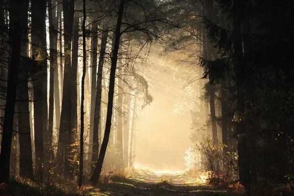 Skogsstig Vid Soluppgången Ljusstrålarna Passerar Genom Tallarna Och Faller Höstskogen — Stockfoto