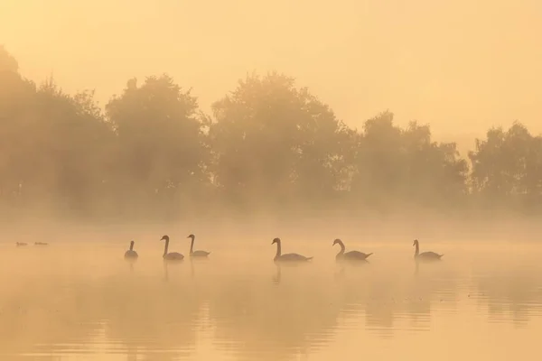 日出时湖上的天鹅 — 图库照片