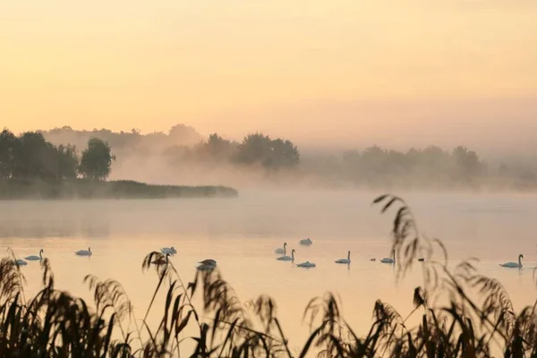 Zwanen Het Meer Bij Zonsopgang — Stockfoto