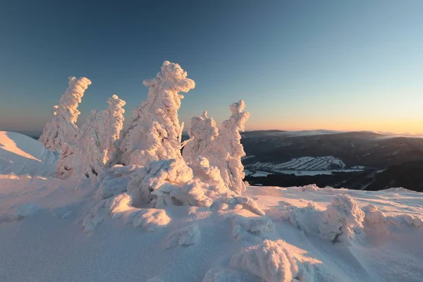 日出时的冬季风景 山顶上覆盖着白雪的云杉树 — 图库照片