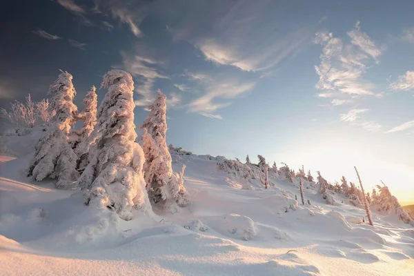 Winterlandschap Bij Zonsondergang Besneeuwde Dennenbomen Bergen — Stockfoto