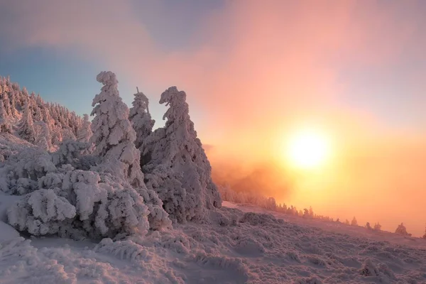 Winter Landscape Sunset Snow Covered Pine Trees Mountains — Zdjęcie stockowe