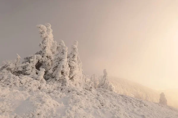 Paisagem Inverno Durante Pôr Sol Pinheiros Cobertos Neve Nas Montanhas — Fotografia de Stock