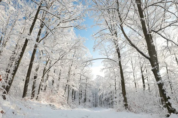 阳光明媚的早晨 雪后的森林小径 — 图库照片