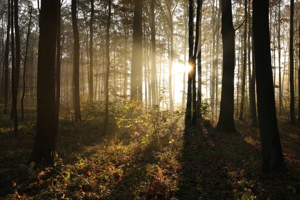 Wschód Słońca Między Dębami Mglistym Jesiennym Lesie — Zdjęcie stockowe