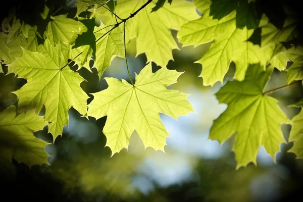 Primavera Foglie Acero Ramoscello Nella Foresta — Foto Stock