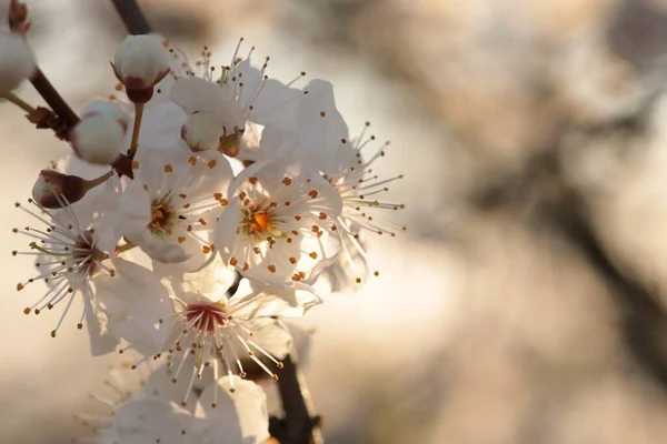 Vårblommor Ett Blommande Körsbärsträd Soluppgången — Stockfoto