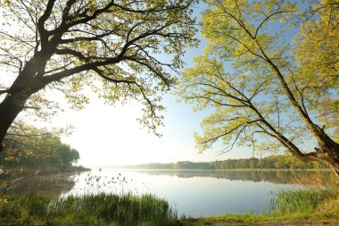 Gündoğumunda gölün kenarında büyüyen bahar meşeleri..