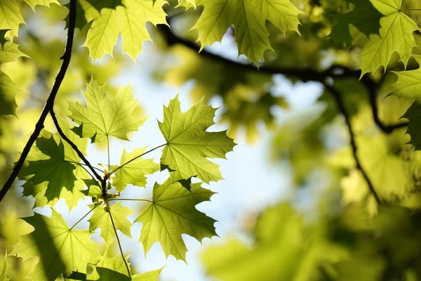 Feuilles Érable Printanières Sur Une Brindille Dans Forêt — Photo