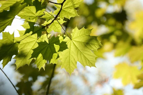 Vårlönn Löv Kvist Skogen — Stockfoto