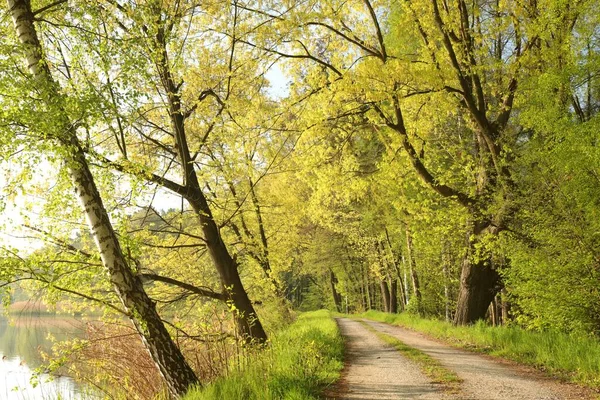 Country Road Oaks Edge Lake Spring Morning — Zdjęcie stockowe