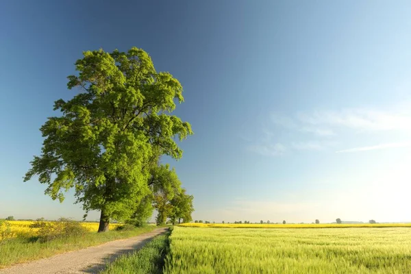 Bright Green Ash Tree Standing Dirt Road Sunny Spring Morning — Stockfoto