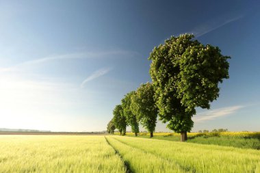 Bir bahar sabahı tahıl tarlasında çiçek açan kestane ağaçları.