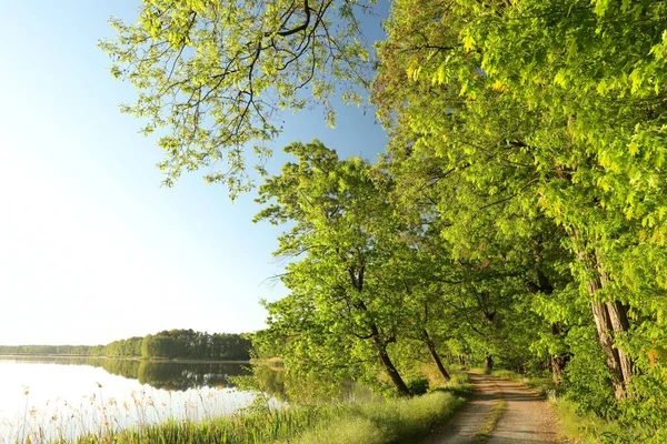 Una Strada Sterrata Tra Querce Margini Lago Una Soleggiata Mattinata — Foto Stock