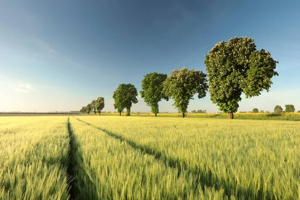 春の朝 穀物畑で一列に成長する栗の木 — ストック写真