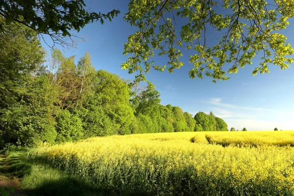 Ett Rapsfält Utkanten Skog Vårmorgon — Stockfoto