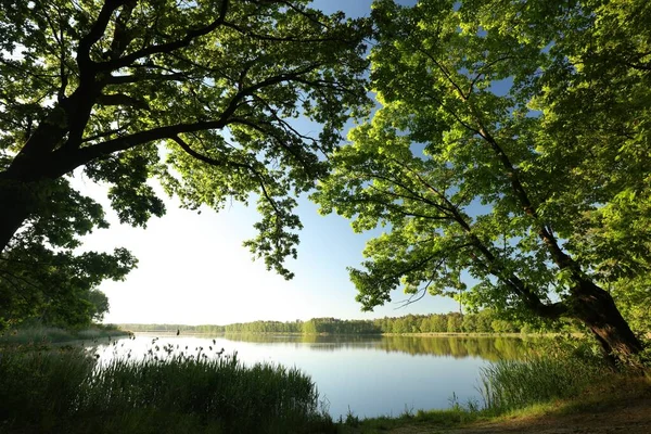Gałęzie Wiosennych Dębów Nad Jeziorem Rano — Zdjęcie stockowe
