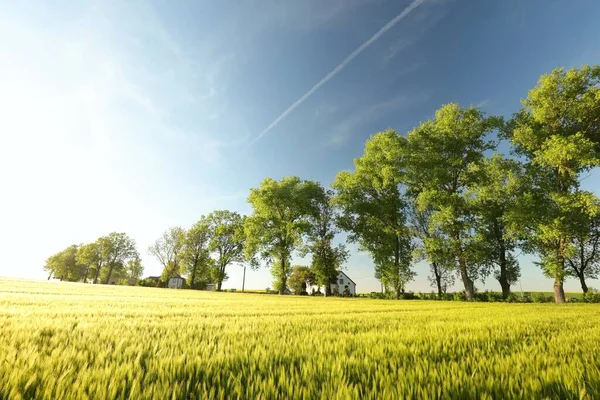 Весенние Липы Растущие Ряд Зерновом Поле — стоковое фото