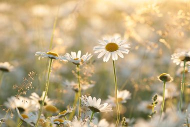 Alacakaranlıkta çayırda papatyalar