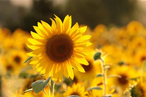 Girasol Helianthus Annuus Atardecer —  Fotos de Stock