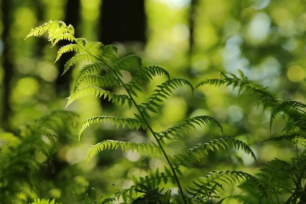 阳光明媚的春天早晨 蕨类植物在森林中的栖息 — 图库照片