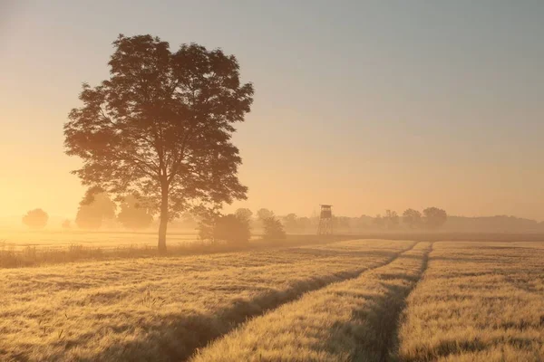 Silhouette Ash Tree Grain Field Foggy Weather Sunrise — Stock Photo, Image