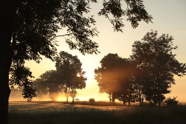 日の出の間に畑の灰の木のシルエット — ストック写真