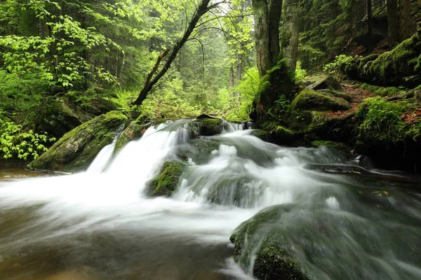 Forest Stream Flowing Mountains — Stock Photo, Image