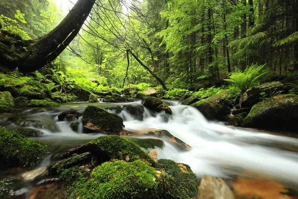 Arroyo Forestal Que Desciende Las Montañas — Foto de Stock