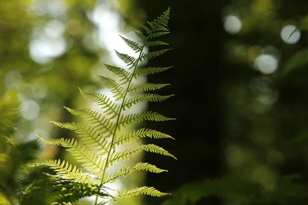 Closeup Fern Forest Sunny Spring Morning — Stock Photo, Image