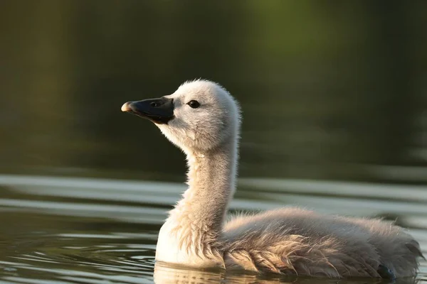 夜明けに池の中の若い白鳥 — ストック写真